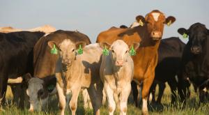 Мясное скотоводство - бизнес-план